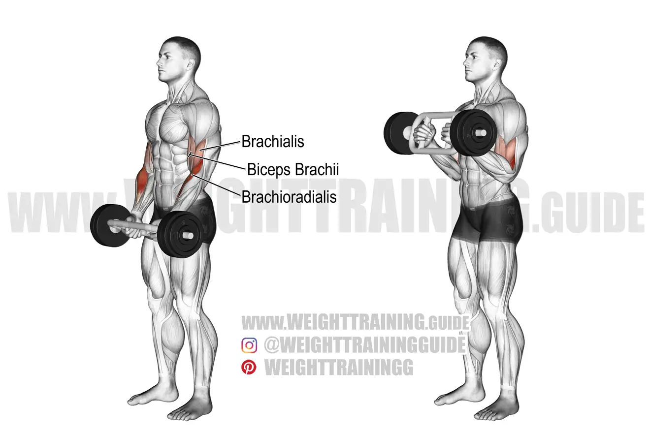Olympic triceps bar hammer curl exercise instructions and video