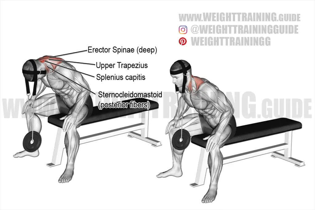 Weighted inverted rear delt row exercise instructions and video