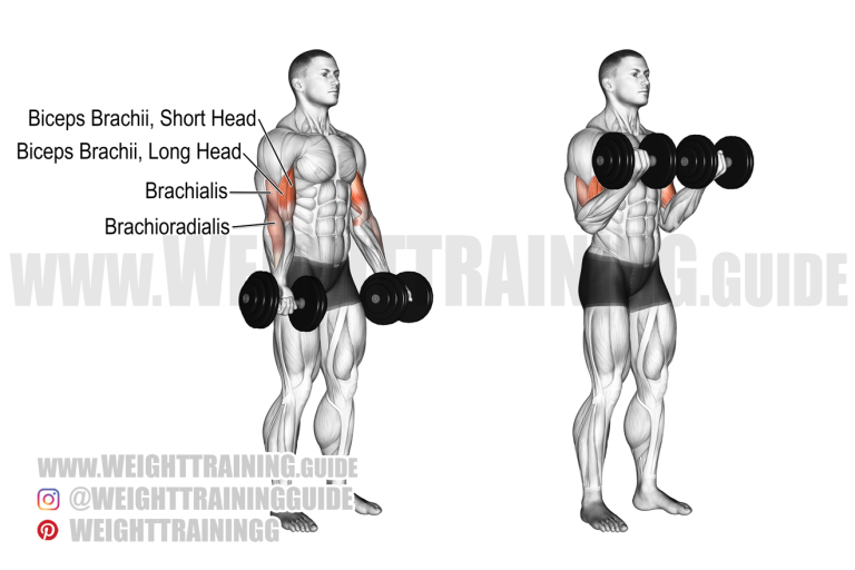 One-arm dumbbell reverse curl exercise instructions and video