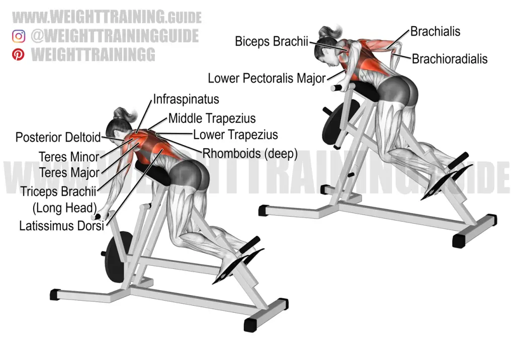 Chest-supported Underhand-grip T-bar Row Exercise Instructions