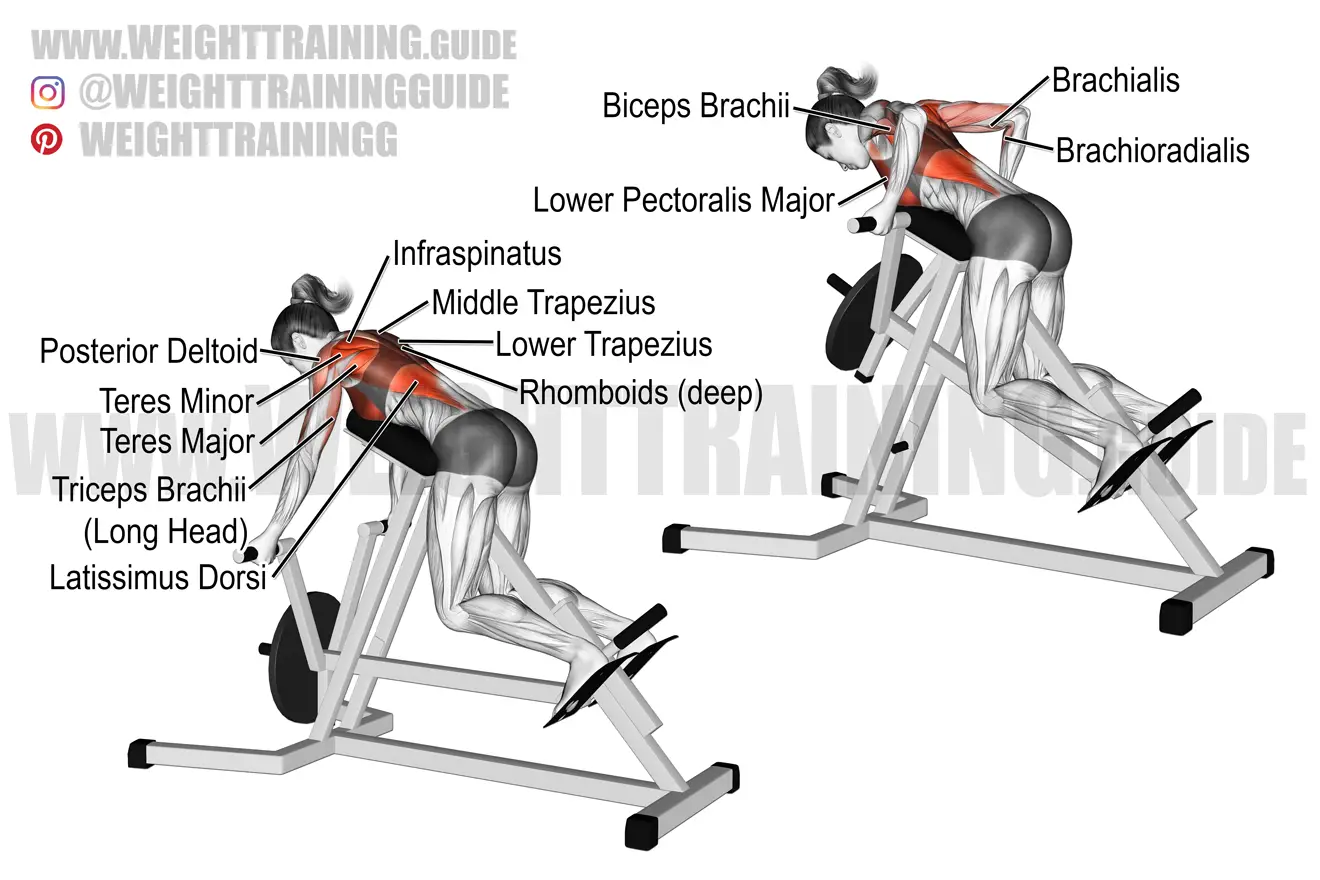 Chest-supported underhand-grip T-bar row exercise