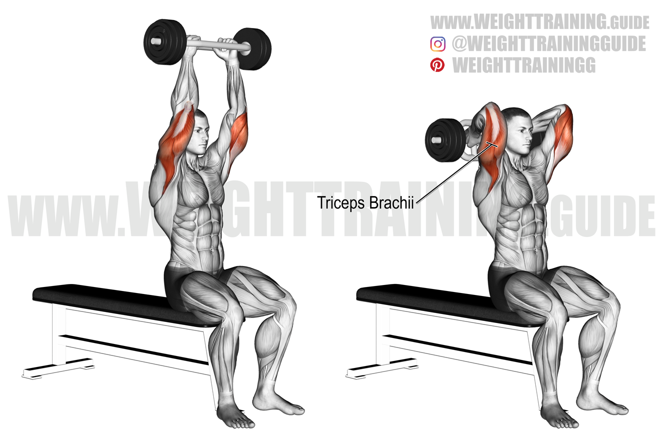 Seated Olympic triceps bar overhead triceps extension exercise