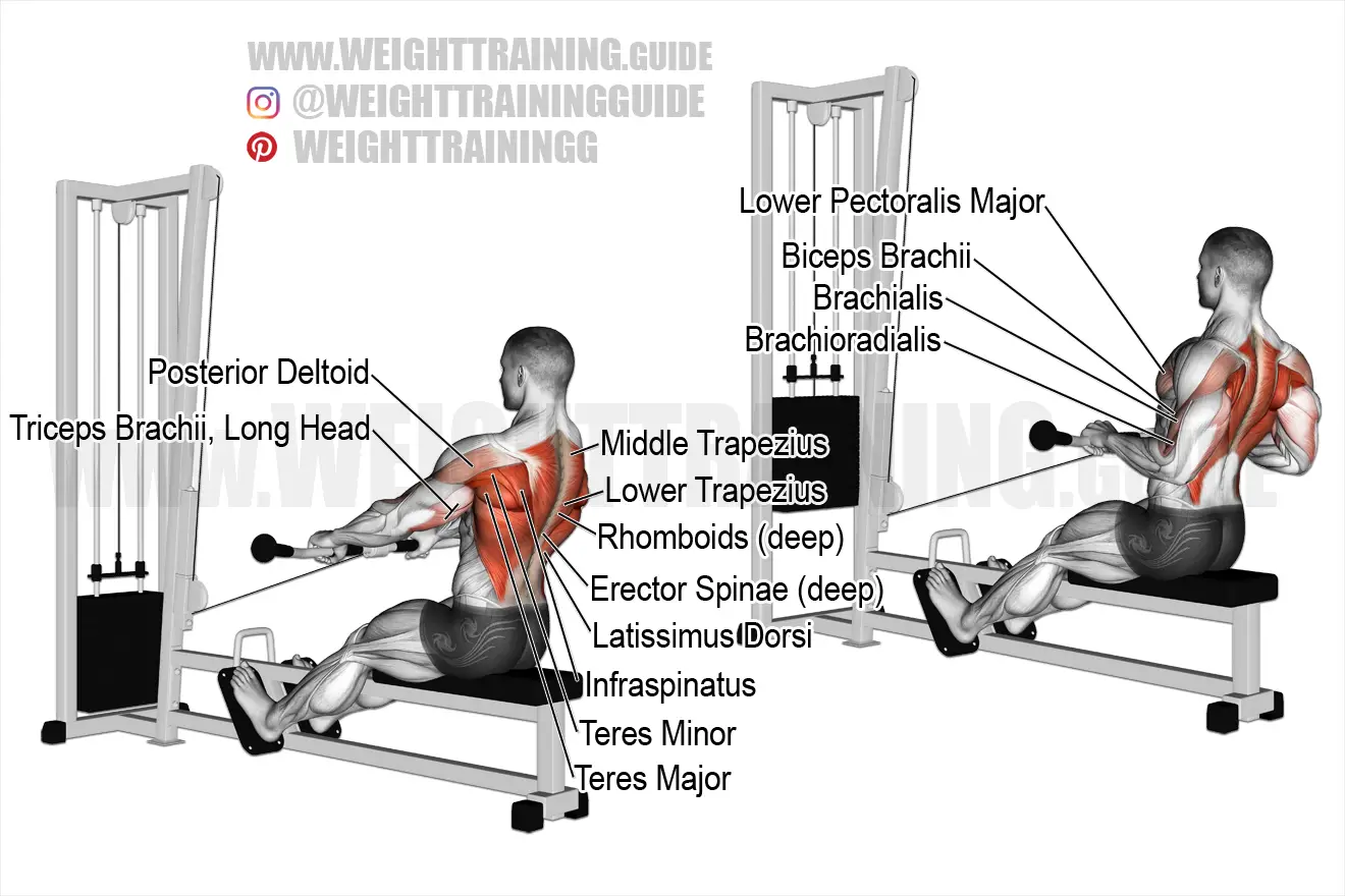 Seated Cable Row: Video Exercise Guide & Tips