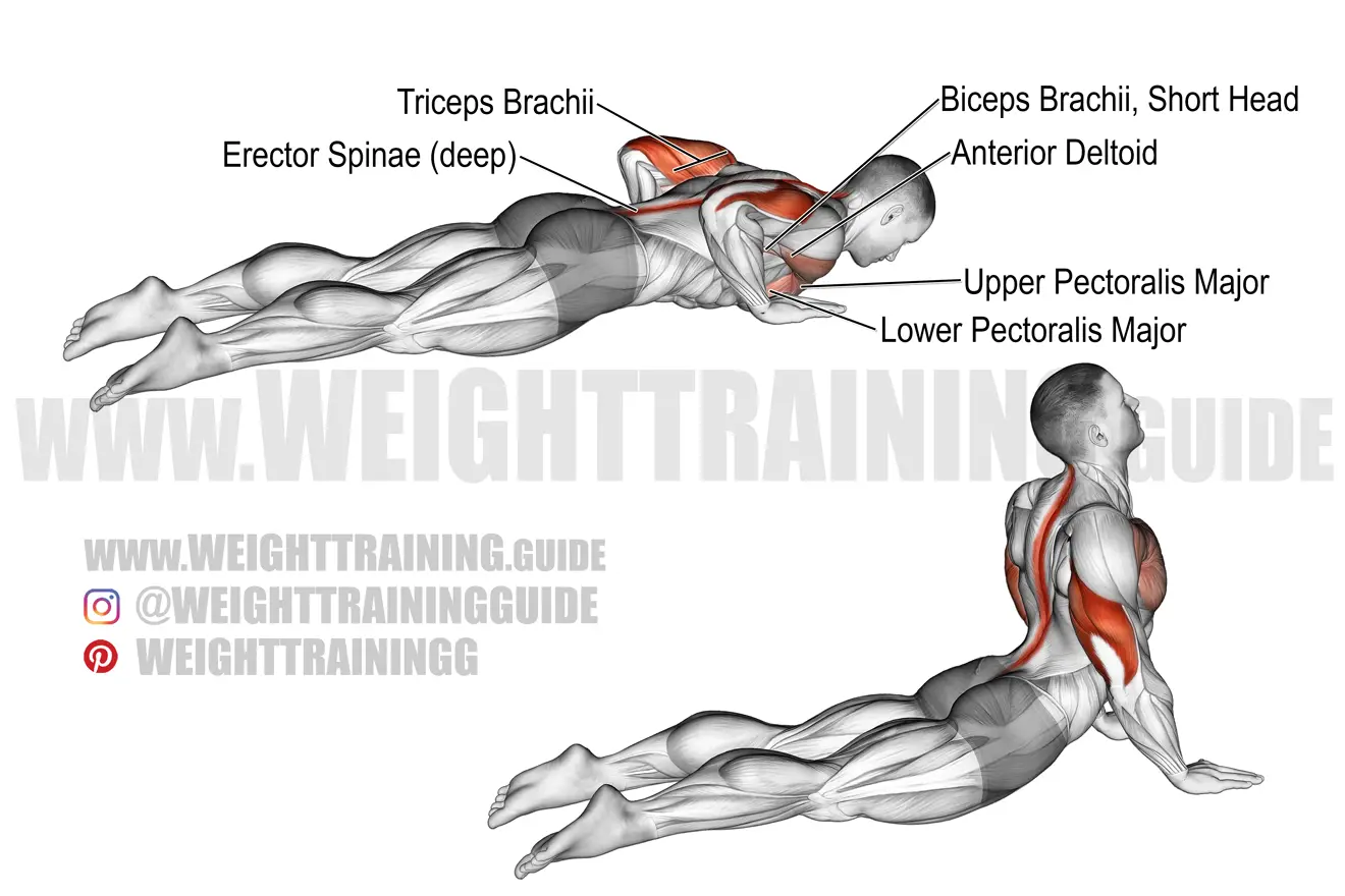 Seal push-up exercise